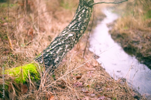 Wallpaper Mural Atmospheric photo with shallow depth of field. Mossy birch in focus, winding stream and autumn brush softly blurred (bokeh). Dreamy, artistic vibe with soft, natural light. Torontodigital.ca