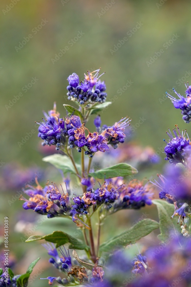 Obraz premium Plant list 2025 - Caryopteris × clandonensis (Grand Bleu)