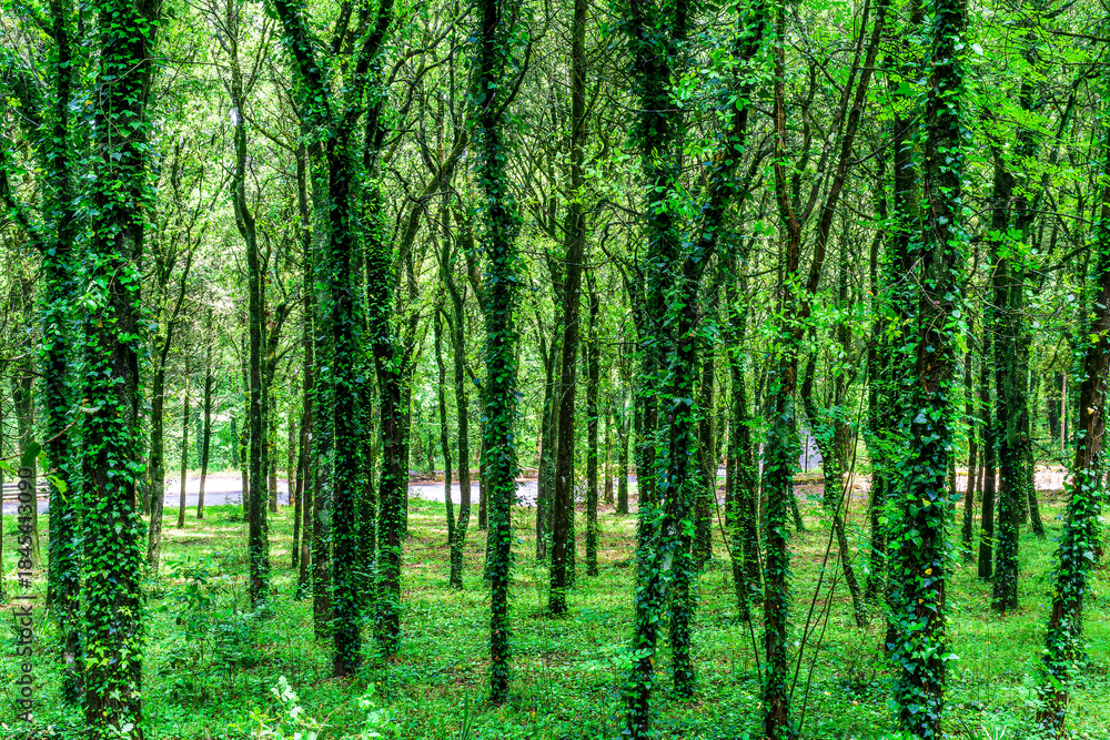 Obraz premium green spring season forest view background with salad leaves and sun rays. Scenic forest of fresh green trees framed by leaves, with the sun casting its warm rays through the foliage