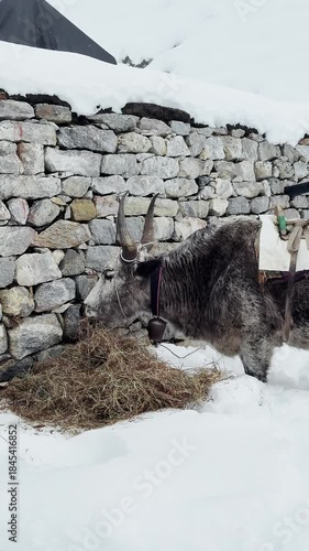 UGC, a Yak eats hay in a snowy mountain valley, Himalayas mountain range, snowfall, under the sky, path to EBC.