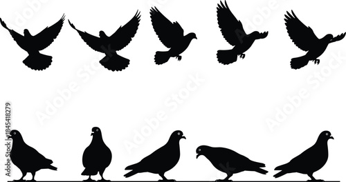 Pigeon and Dove Silhouettes Vector Collection, Flying and Standing Bird Poses, Black Graphics for Peace Symbols, Post Delivery, Wildlife, and Communication Logos.