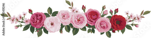 Panoramic watercolor style illustration of a spring rose bouquet border with red, mauve, and pink blossoms on a white background, vector illustration