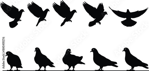 Set of Black Pigeon and Dove Silhouettes Vector Collection, Detailed Flying and Standing Bird Poses, Graphics for Peace, Nature, Homing Pigeons, and Communication Logos.
