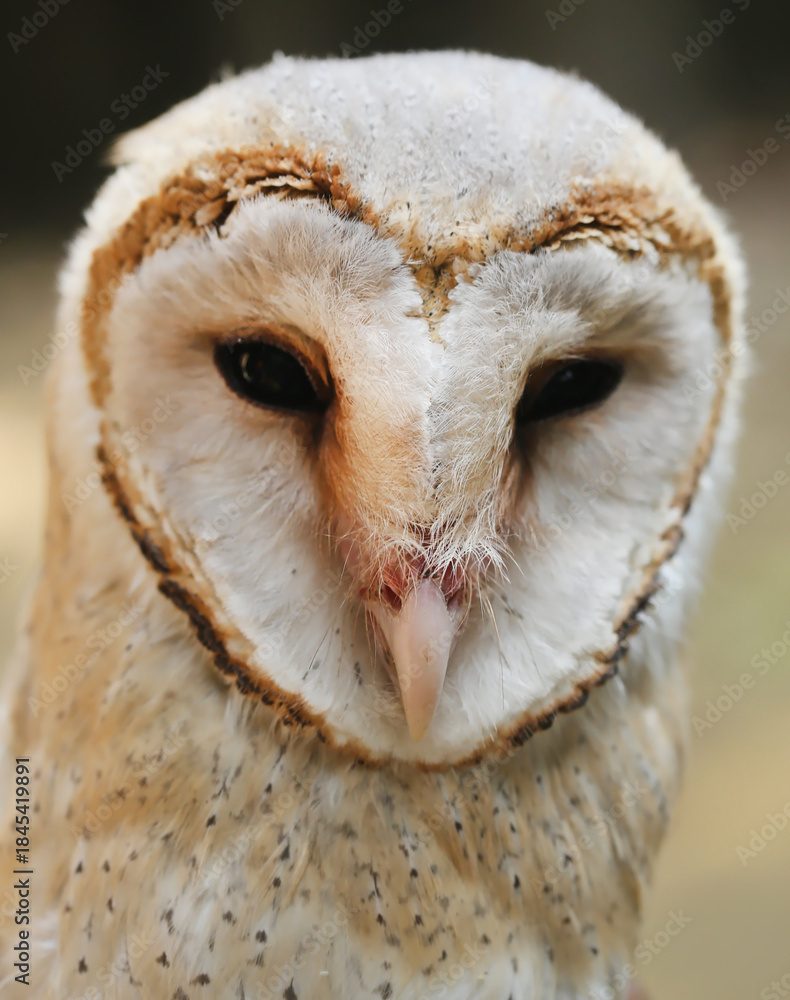 Obraz premium Barn owl