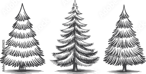 Three snowy fir trees in a row illustration