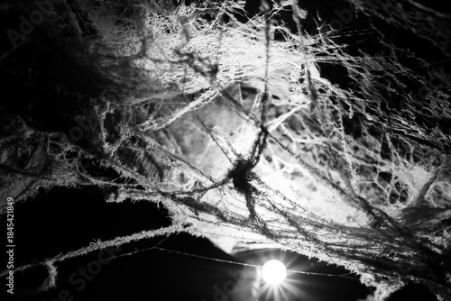 spider web on a dark background