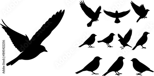 Bird silhouette, Flying bird silhouette, Bird silhouettes, Bird clipart, Birds, Bird vector set, Bird icon, Vector 