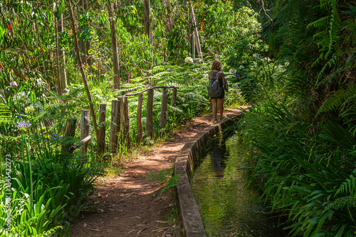 Slika na platnu Levada walk in laurel forest near Prazeres, Madeira | Spacer lewadą w lesie laur