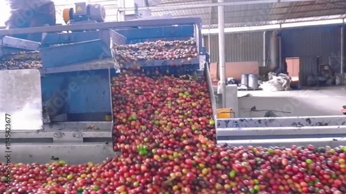 Coffee beans are processed in the factory