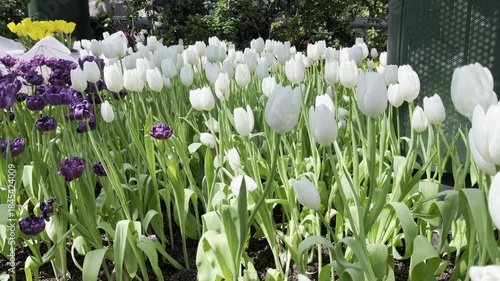Amazing white,red, pink tulip flowers blooming in a tulip field, against the background of blurry tulip flowers in the sunset light. Fresh bright yellow spring tulips, Bouquet of spring tulips