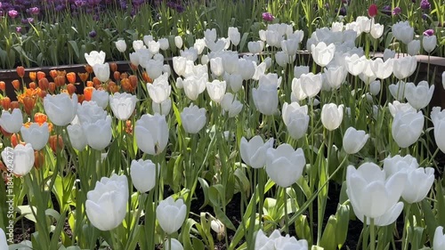 Amazing white,red, pink tulip flowers blooming in a tulip field, against the background of blurry tulip flowers in the sunset light. Fresh bright yellow spring tulips, Bouquet of spring tulips