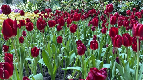 Amazing white,red, pink tulip flowers blooming in a tulip field, against the background of blurry tulip flowers in the sunset light. Fresh bright yellow spring tulips, Bouquet of spring tulips
