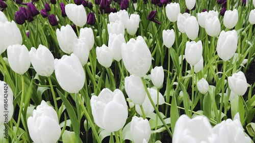 Amazing white,red, pink tulip flowers blooming in a tulip field, against the background of blurry tulip flowers in the sunset light. Fresh bright yellow spring tulips, Bouquet of spring tulips