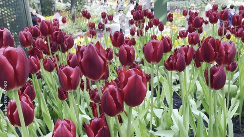 Amazing white,red, pink tulip flowers blooming in a tulip field, against the background of blurry tulip flowers in the sunset light. Fresh bright yellow spring tulips, Bouquet of spring tulips