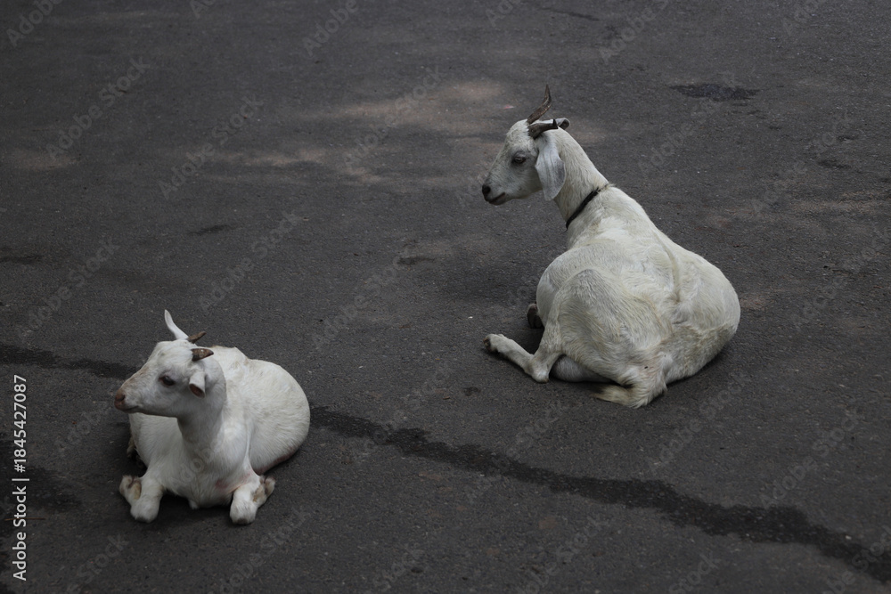 Fototapeta premium Two domestic goats resting on a road along an Indian street