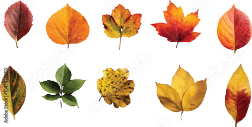 autumn leaves isolated on white