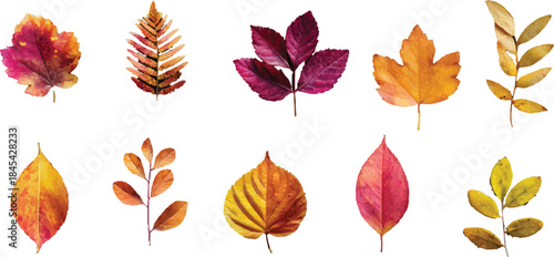 collection of autumn leaves