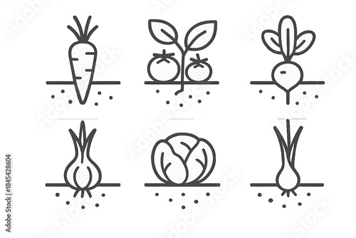 Set of minimalist outline icons showing growing carrots, tomatoes, and cabbage