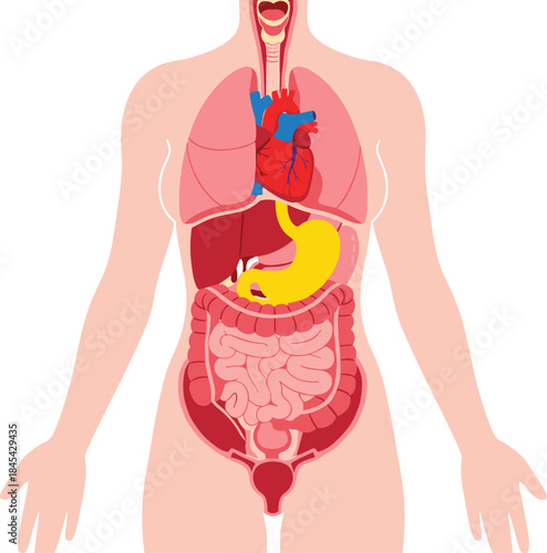 Human torso organ diagram, internal anatomy illustration, respiratory, cardiovascular, digestive systems, educational medical vector, simplified body structure