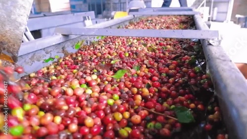 Coffee beans are processed in the factory