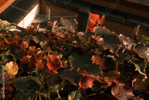 Wallpaper Mural Gand, Belgique Torontodigital.ca