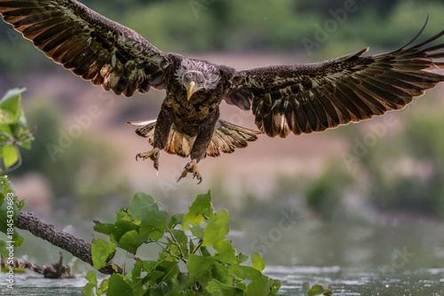 A juvenile Bald Eagle in its landing approach.
