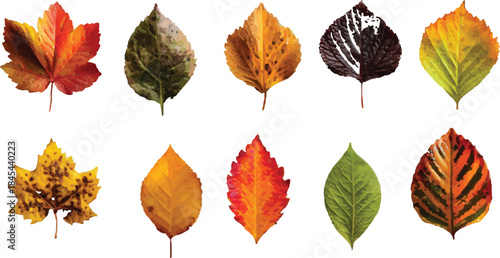 autumn leaves isolated on white