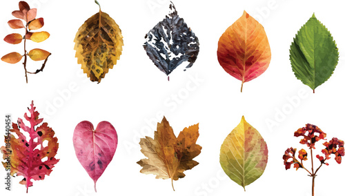 collection of autumn leaves
