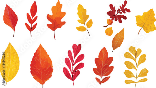 autumn leaves isolated on white