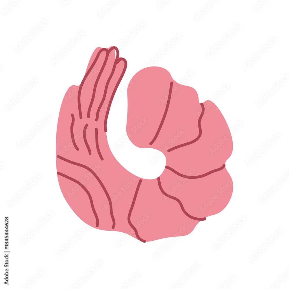 Obraz premium Illustration of Pink Shrimp Isolated on Transparent Background. Seafood