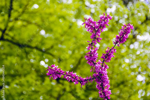 Fotografie cercis siliquastrum branches in purple blossom