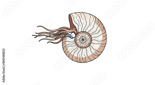 Detailed illustration of an ancient nautilus, a marine mollusk with tentacles emerging from its beautiful spiral-patterned shell.