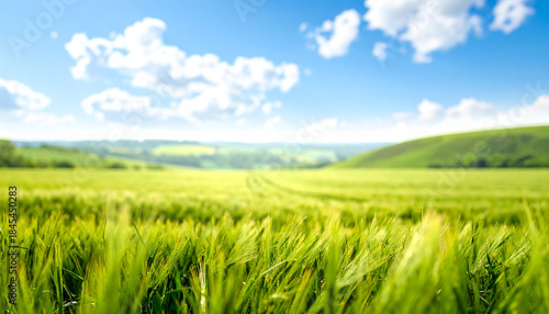 Close-up of a green wheat field with a blurred background of rolling hills and sky Keywords: green field, wheat