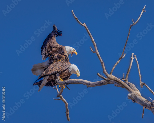 A pair of Bald Eagles in the act of mating.