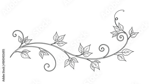 Decorative black and vine with leaves and swirls, elegant botanical border element, stylized plant illustration