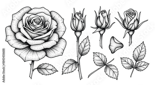 A detailed collection of rose flower elements illustrated in a black and white stippling or dotwork style, including blooms and buds.