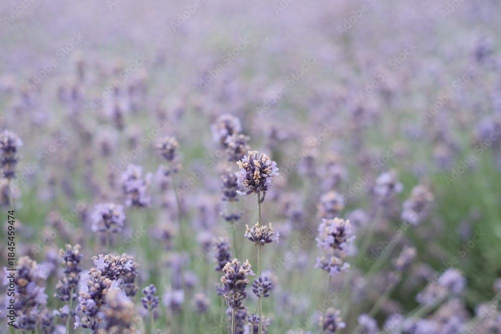 Fototapeta premium Close-up of Lavender background in Hokkaido Japan