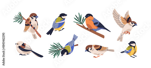 Birds species set. Sparrow, bullfinch, blue and long-tailed tit flying and perched on branches. Eurasian nature, forest fauna, little animals. Flat vector illustrations isolated on white background.