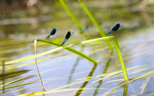 damselflies beautiful demoiselles, Calopteryx virgo, sitting on a plant under water of a river, blurred background