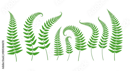 fern leaf isolated on white