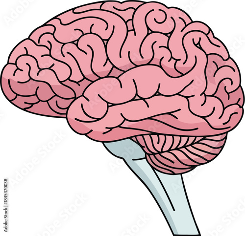 Cartoon side view human brain illustration with detailed lobes cerebellum and brainstem anatomy doodle style isolated on white background for neuroscience
