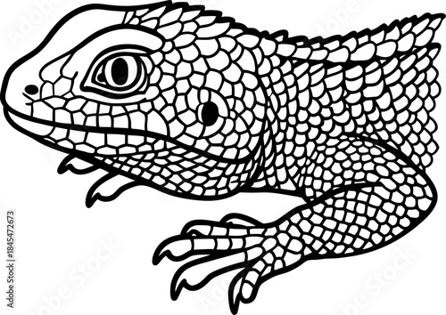 Detailed lizard reptile outline illustration for coloring book black and white scaly animal design