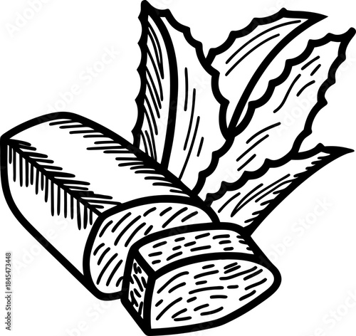 Aloe vera plant leaves and sliced gel piece, hand drawn herbal skincare ingredient illustration