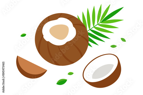Coconut fruit and leaves illustration