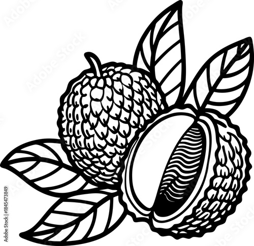 lychee fruit with leaves and half lychee outline illustration for botanical design and packaging