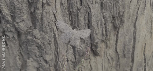 Peppered Moth Camouflaged on Tree Bark in Natural Habitat