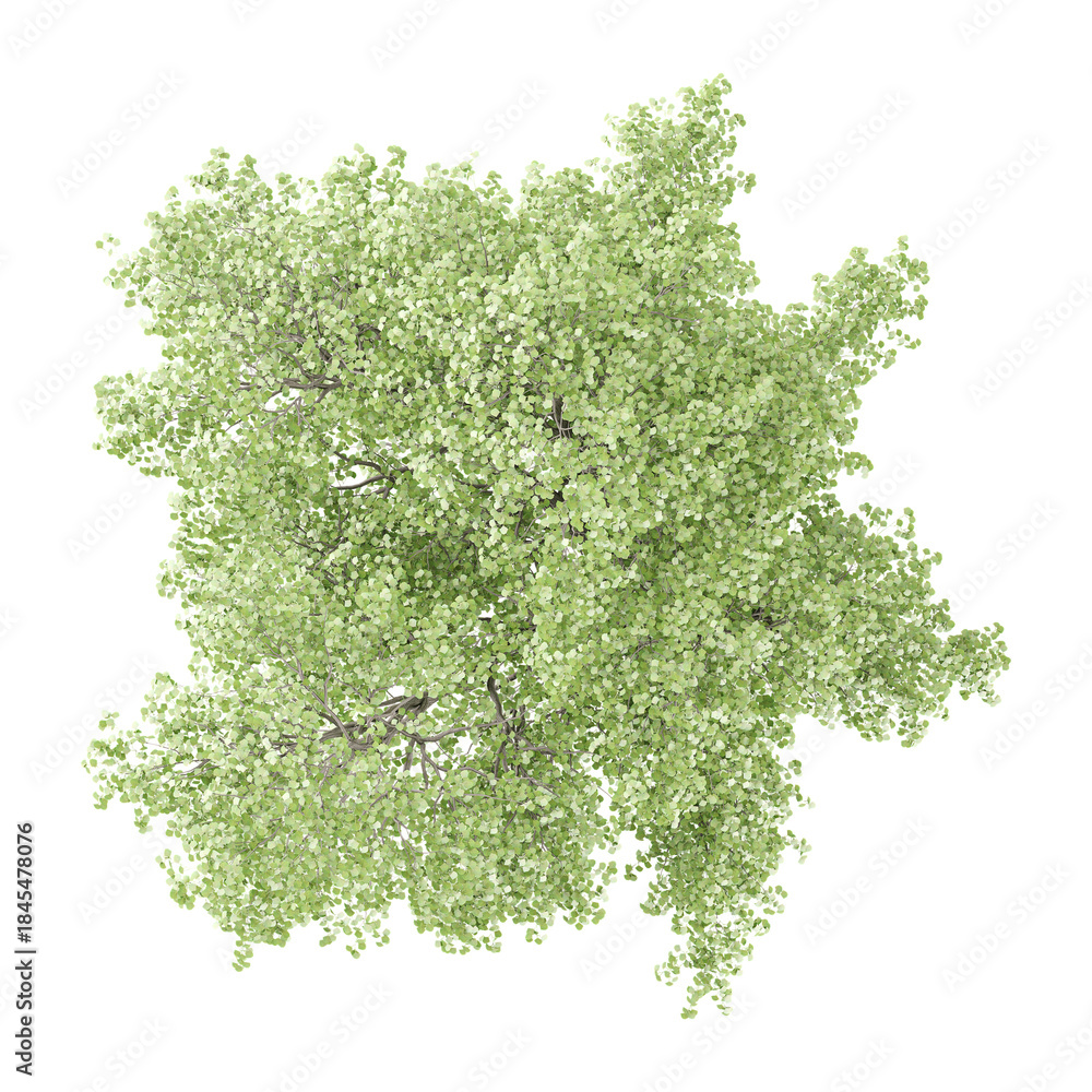 Obraz premium collection of Alnus sibirica plant on transparent canvas from top view