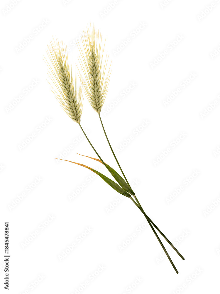 Obraz premium two barley ear isolated on white background