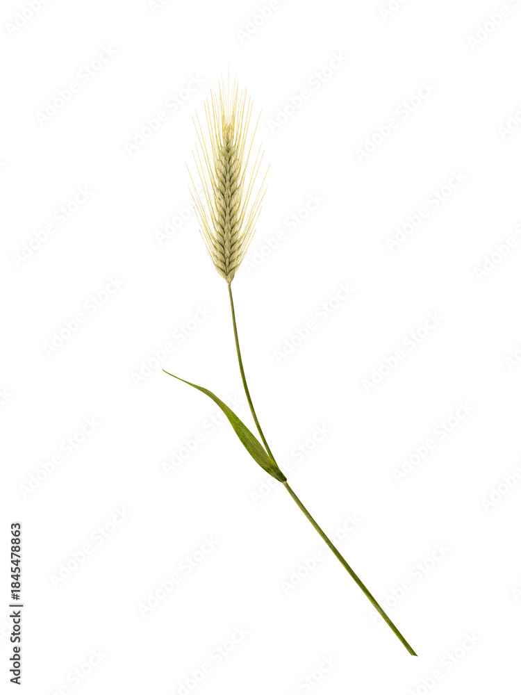 Fototapeta premium Barley ear isolated on white background