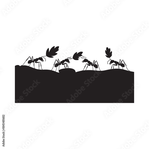 A line of ants marching along a dark surface with small leaves